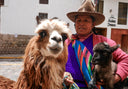 Sheep or Alpaca?